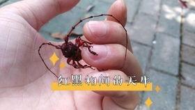天牛起飞爆料视频大全,揭秘神秘生物的空中奇观